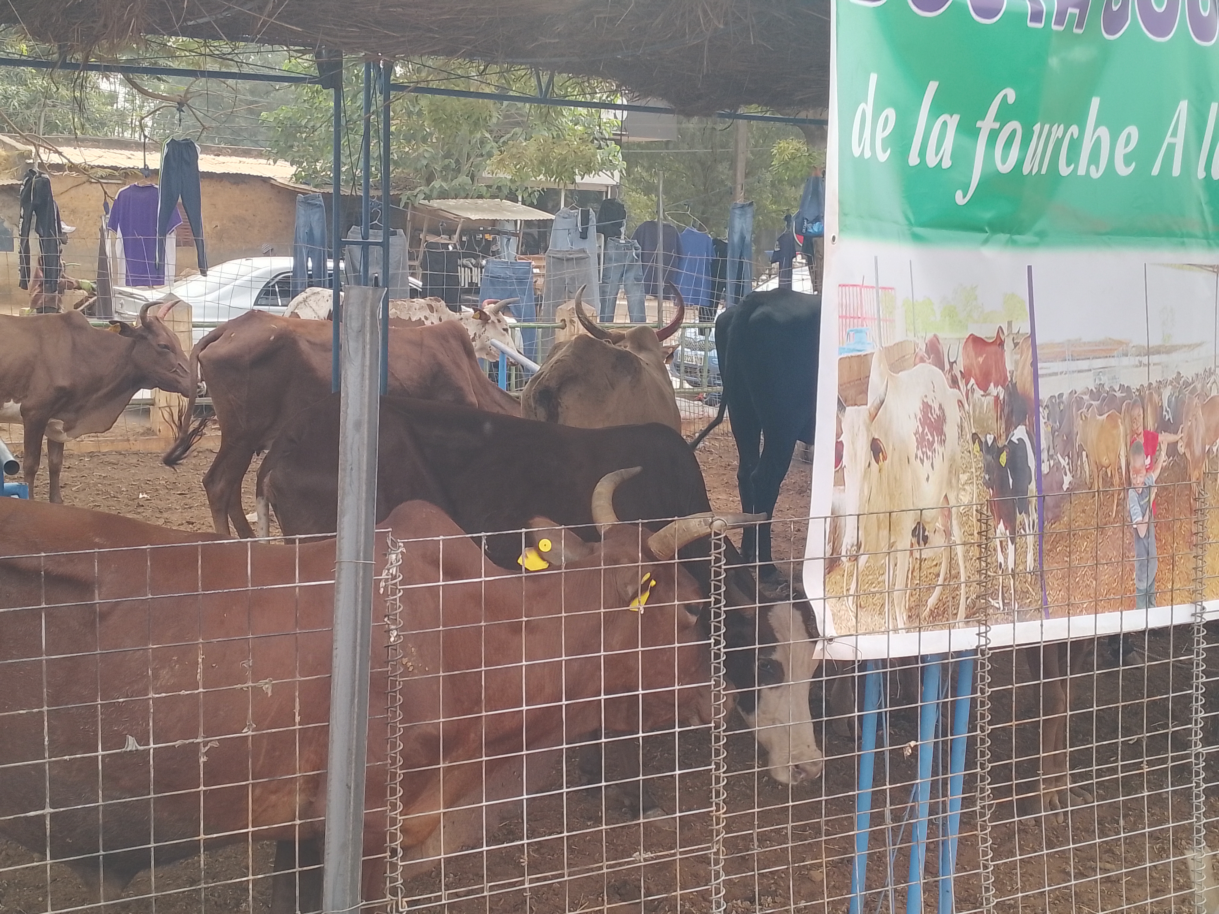 FOIRE AGRICOLE DE LA COMMUNE III EDITION 2026 : La tradition respectée!